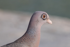 Patagioenas corensis