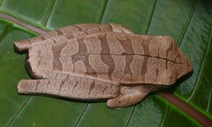 Boana multifasciata