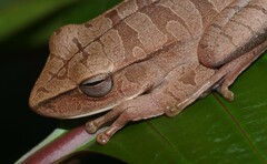 Boana multifasciata