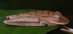 Boana multifasciata