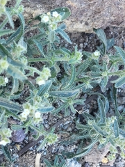 Johnstonella angustifolia