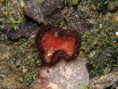 Scutellinia