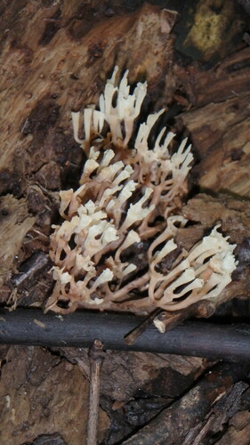 crown-tipped coral fungus