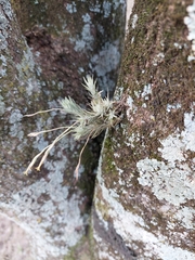 Tillandsia tricholepis