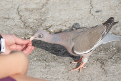 Patagioenas corensis
