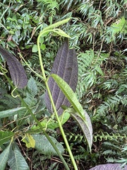Decaloba