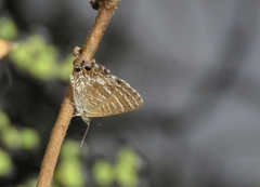 Theclinesthes onycha