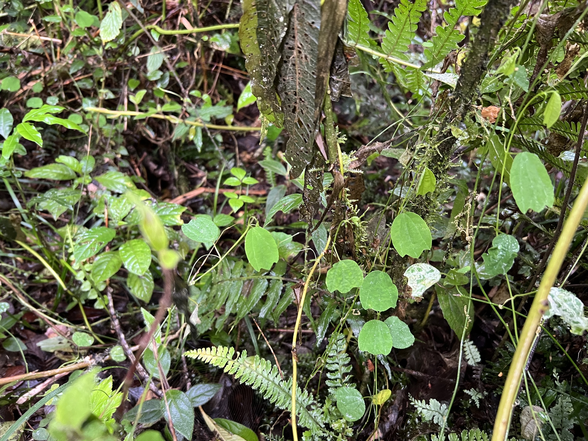 Passiflora subpurpurea image