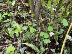 Passiflora subpurpurea