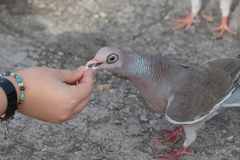 Patagioenas corensis