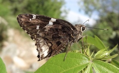 Codatractus arizonensis