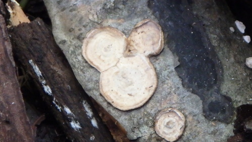 Little Nest Polypore