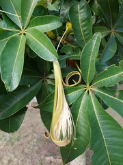 Pachira glabra