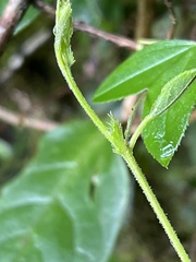 Passiflora roseorum