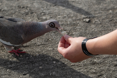 Patagioenas corensis