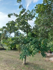 Pachira glabra