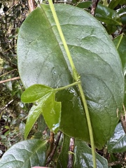 Passiflora roseorum