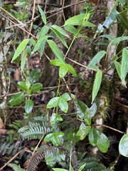 Passiflora roseorum