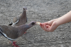 Patagioenas corensis