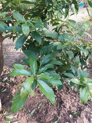 Persea americana