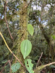 Decaloba