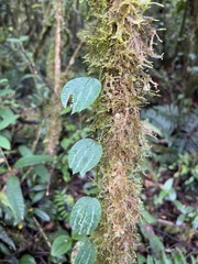 Decaloba