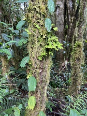 Decaloba