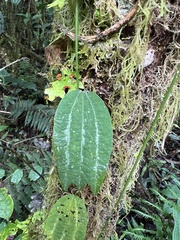 Decaloba