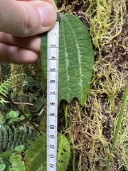 Decaloba