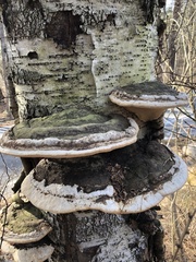 Phellinus nigricans