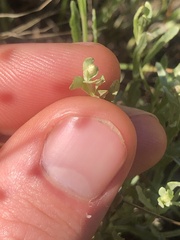 Calocephalus lacteus