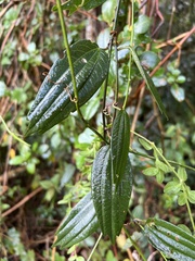 Decaloba