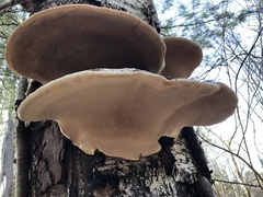 Phellinus nigricans