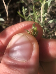 Calocephalus lacteus