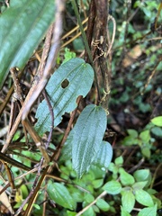 Decaloba