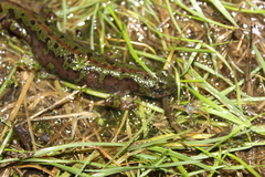 Triturus pygmaeus