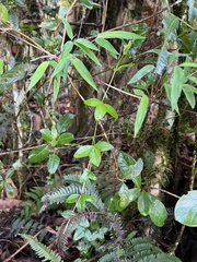 Passiflora roseorum