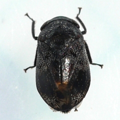 Penthimia americana