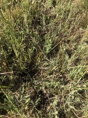 Calocephalus lacteus