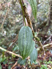 Decaloba