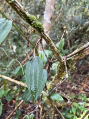 Decaloba