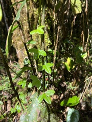 Passiflora roseorum