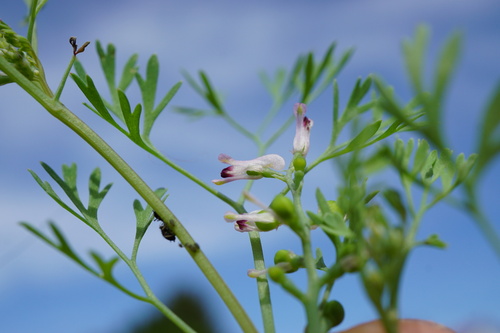 Image of Fumaria vaillantii by (c) Patrick Hacker, some rights reserved (CC BY)
