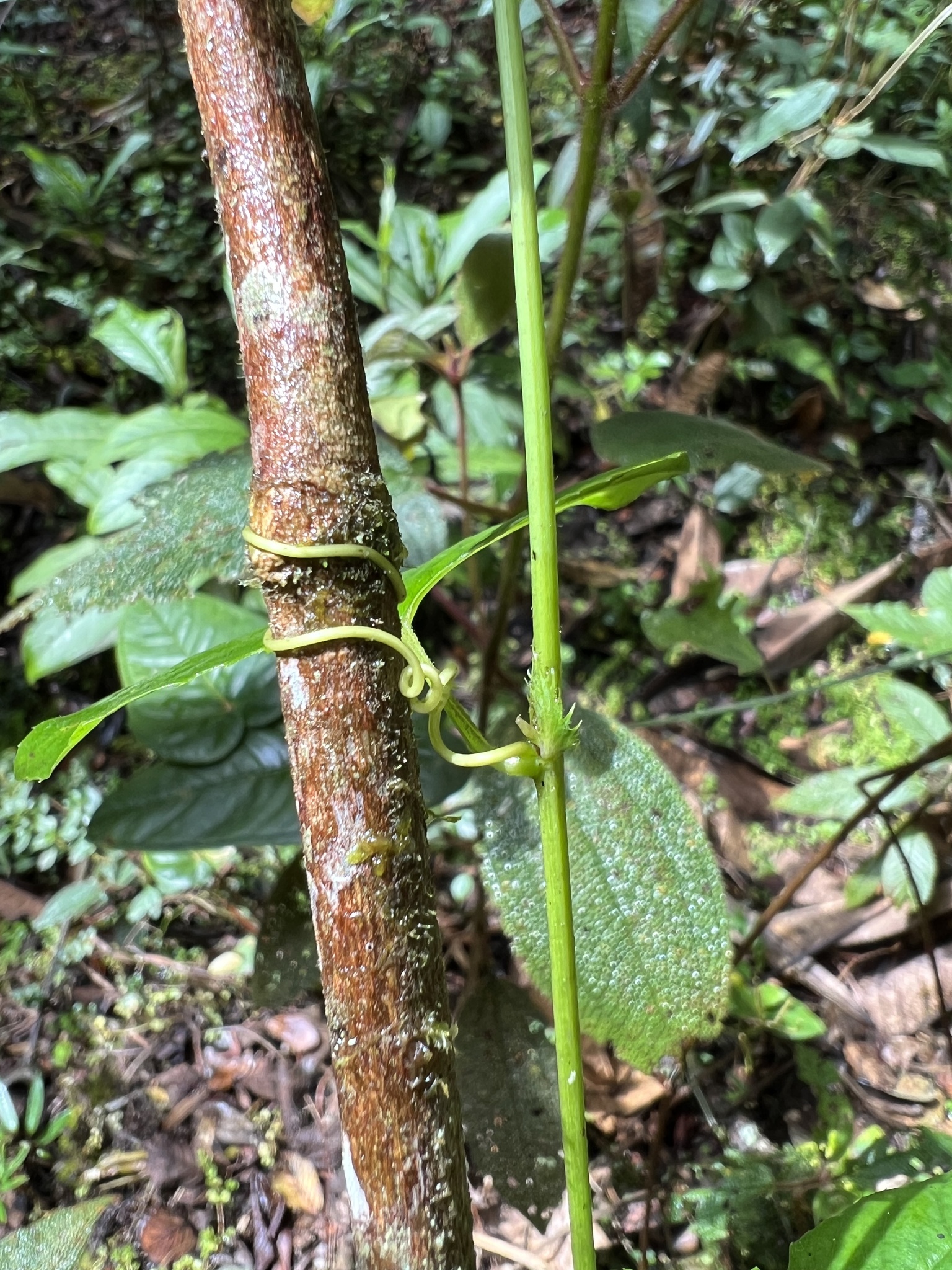 Passiflora roseorum image