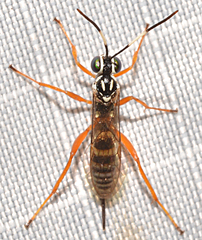 Lymeon orbus