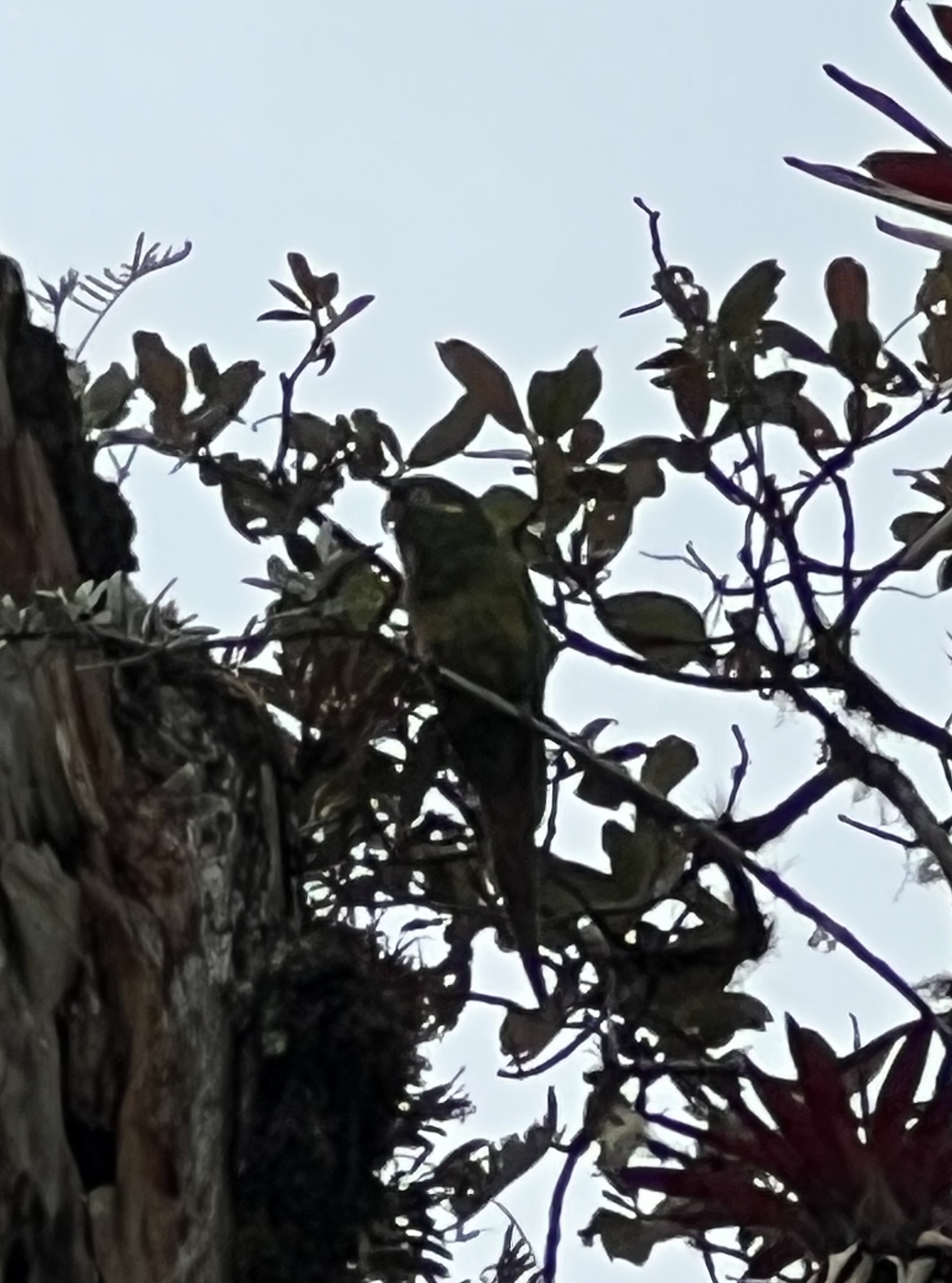 Leptosittaca branickii image