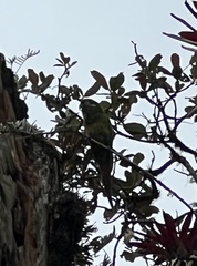 Leptosittaca branickii