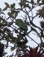 Leptosittaca branickii