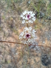 Trachymene incisa