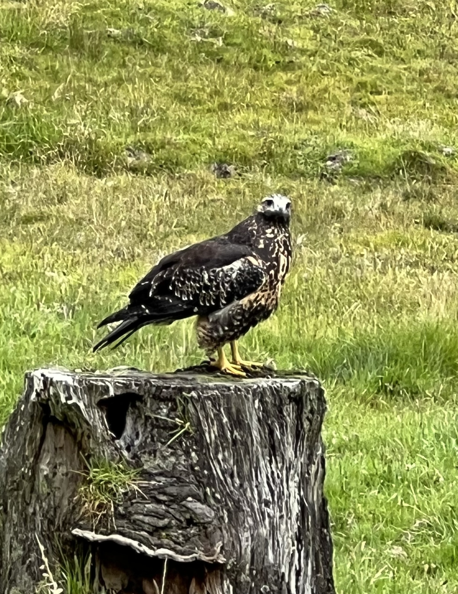 Geranoaetus melanoleucus image